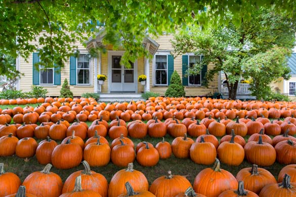 Dimond Hill Farm: Preserving the Past While Embracing the Future