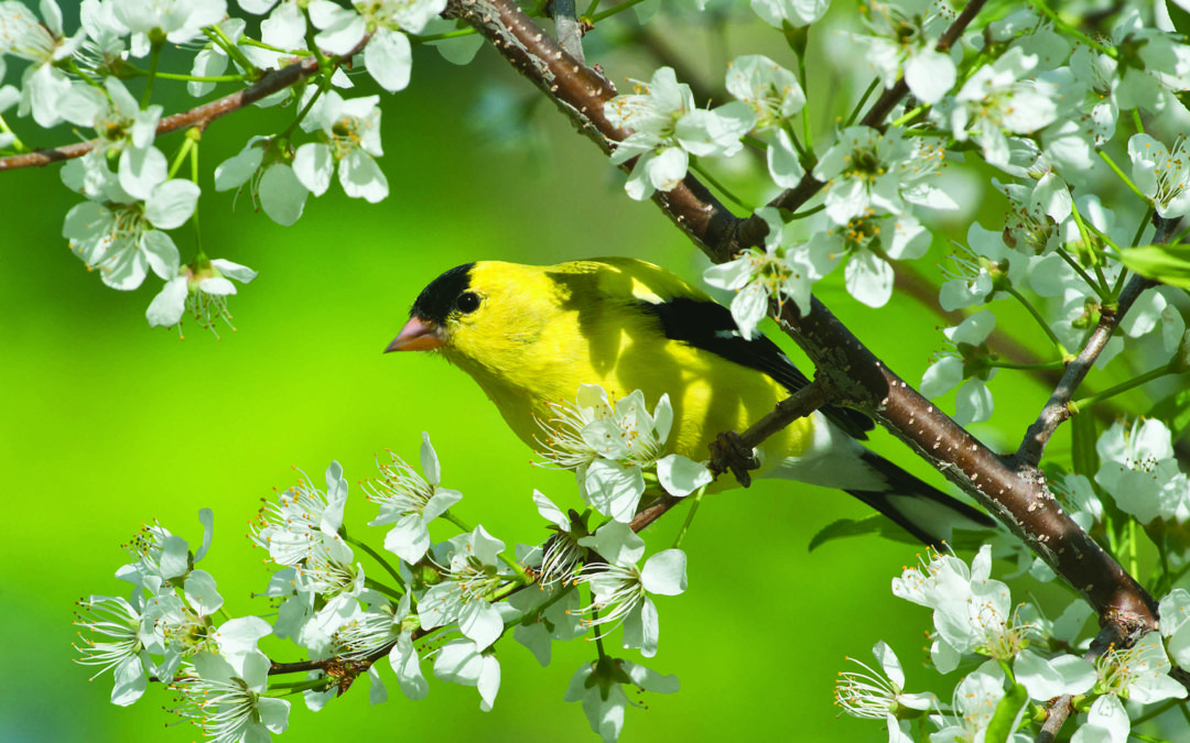 The Gallery at The Craft Center and League of NH Craftsmen Headquarters Hosts Fine Craft Exhibition: Spring Fever