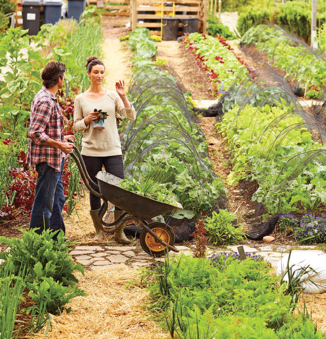 Community Gardens Take Root