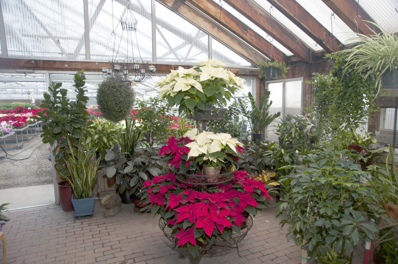 Flower Power: McLeod’s Gallery Extra