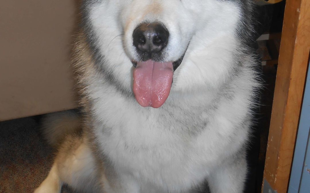 Police Refute Abandoned Husky in Concord