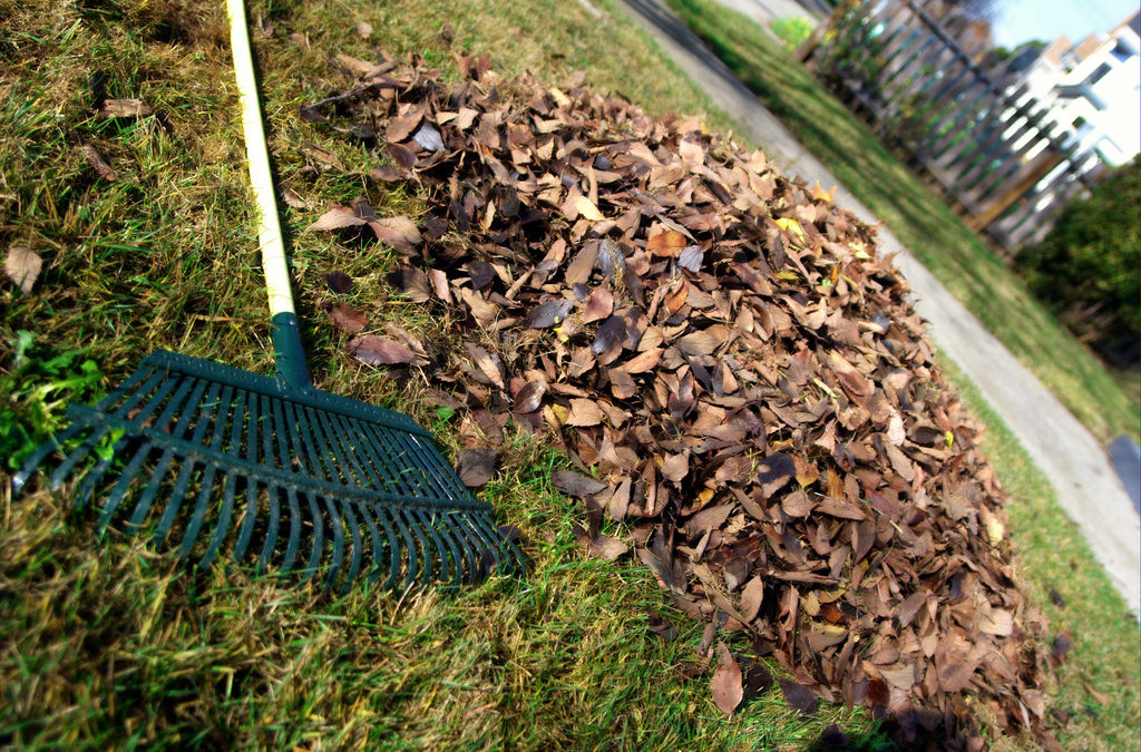 Leaf Collection to Begin Nov. 3