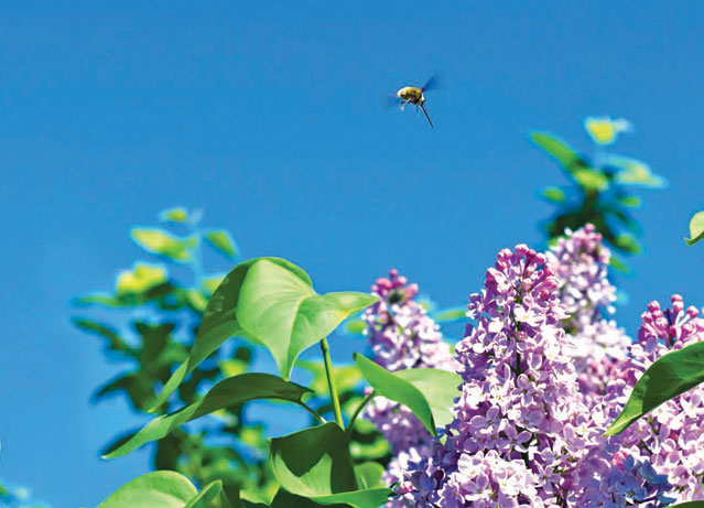 Spring 2013: Delight in Spring
