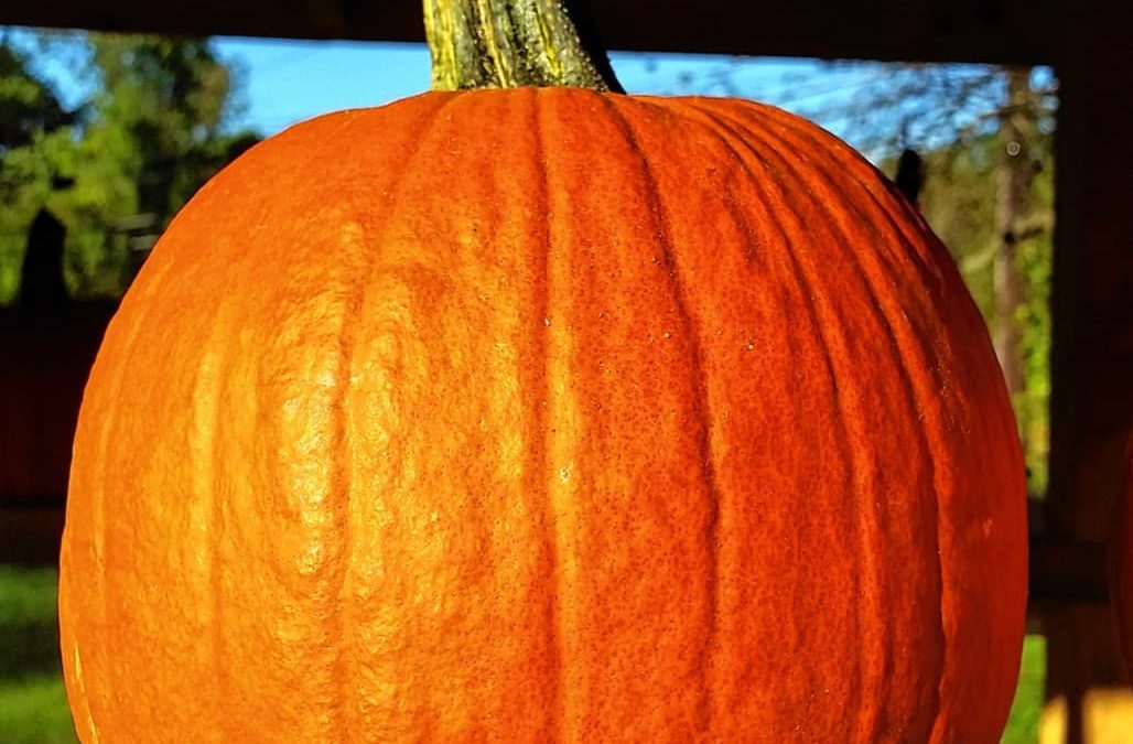 It’s pumpkin season: Take your pick