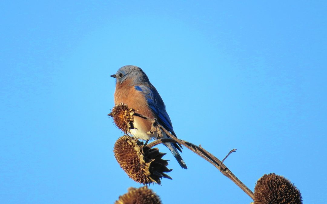 This hike is for the birds