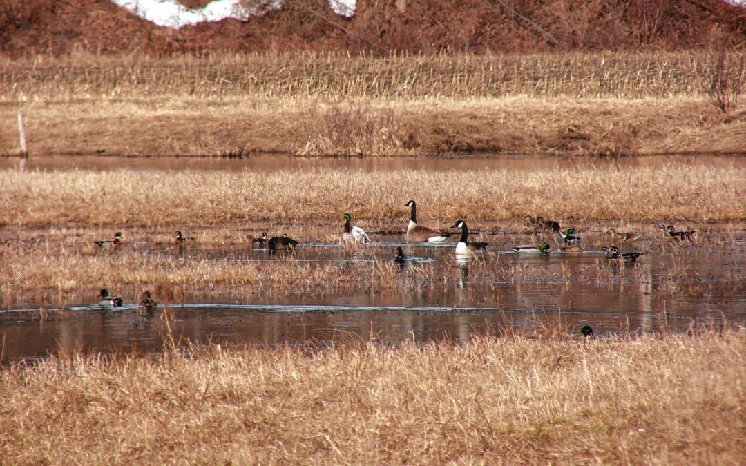 Spring into Birding!