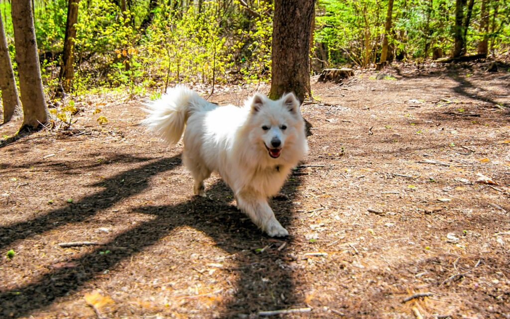 Tristan, the mascot of Top O' The Hill Disc Golf, in Canterbury on May 6, 2021.  MELISSA CURRAN