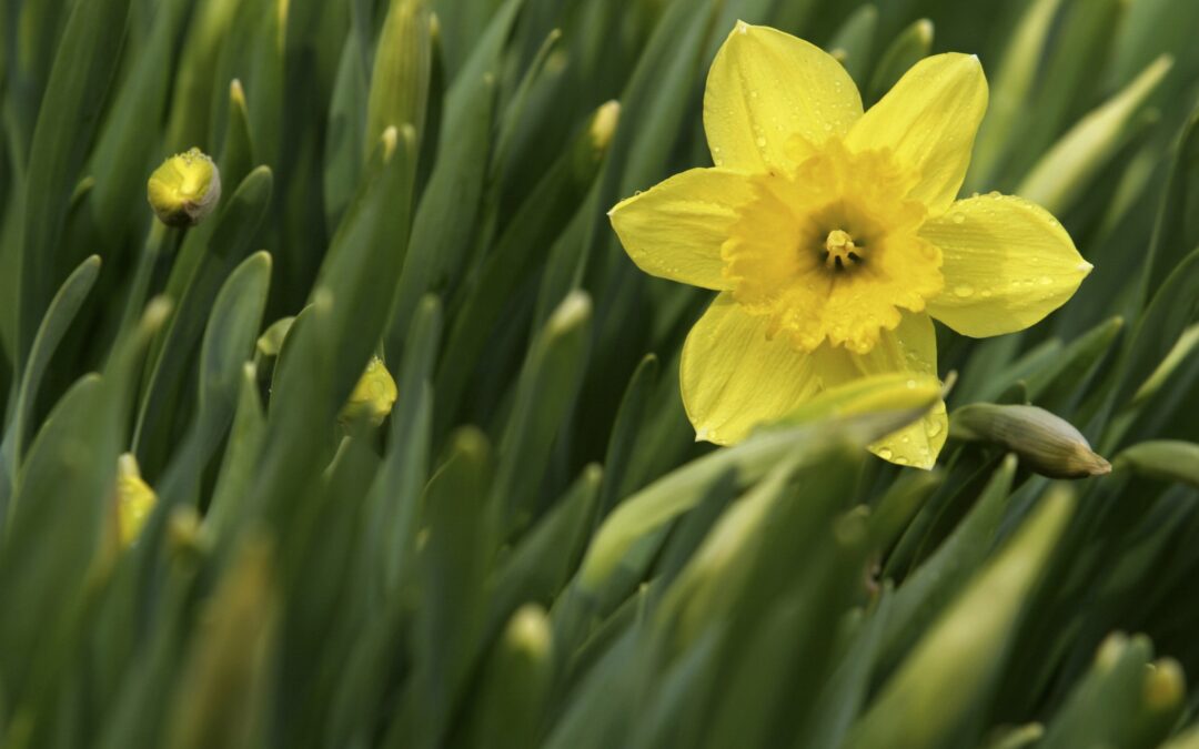 Poetry: The Daffodil