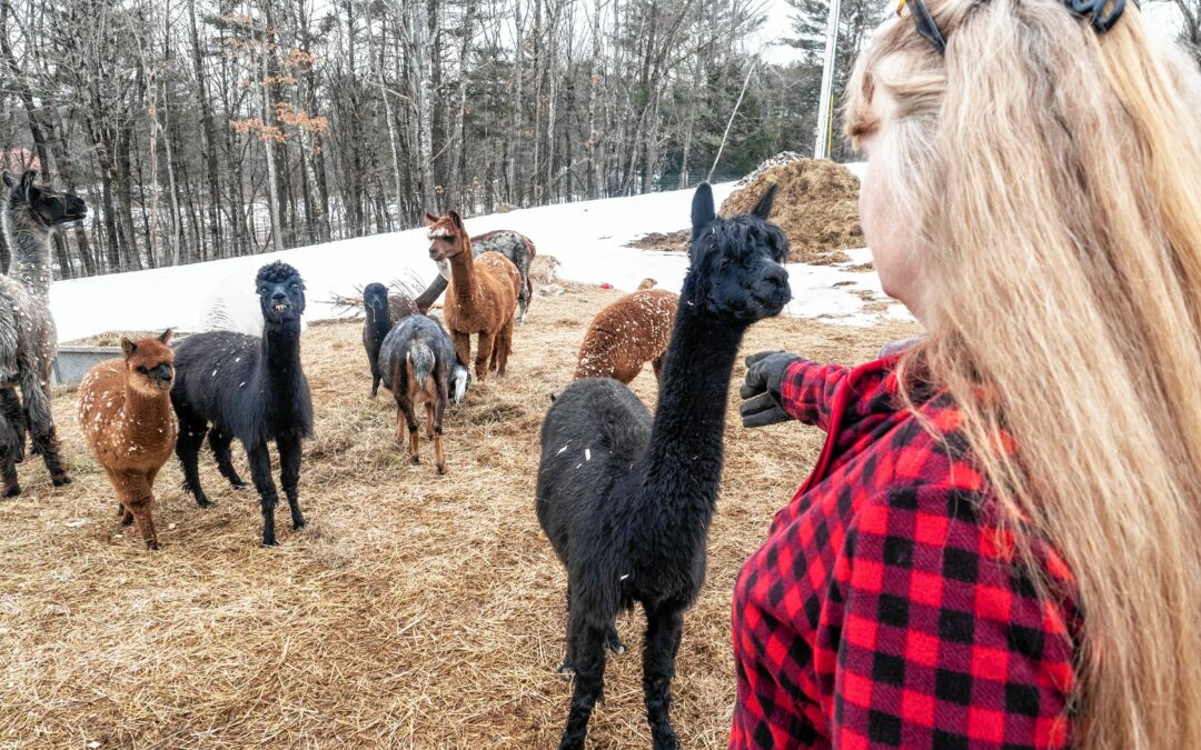 Canterbury farm reinvents itself with investment in alpacas